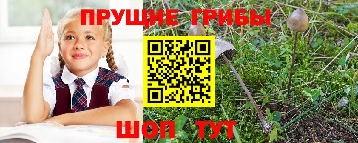 Галлюциногенные грибы прущие грибы  купить наркоту  Городец 